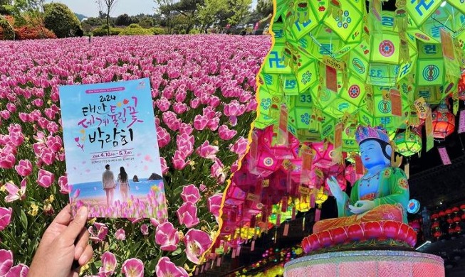 Mengunjungi Festival Bunga Tulip dan Lentera Terbesar di Korea