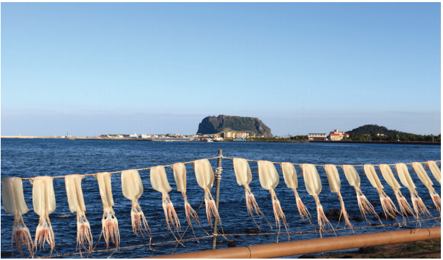 Saat berkendara di sepanjang jalan pesisir di Pulau Jeju, Anda dapat melihat cumi-cumi yang sedang dikeringkan dengan embusan angin laut.