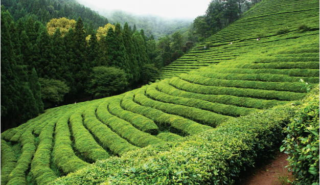 Di ladang teh hijau di Boseong, Anda dapat mencicipi teh hijau dan merasakan budaya teh Korea.