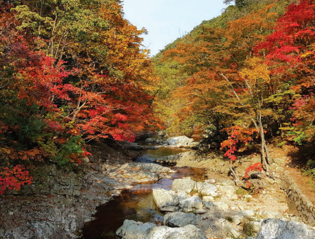Hutan Rekreasi Alam Yumyeongsan dengan hutan yang indah dan lembah yang jernih