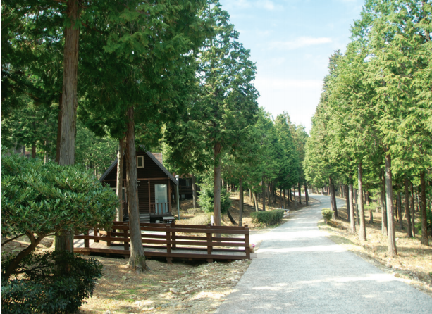 Hutan Rekreasi Alam Cemara Namhae dengan pohon cemara yang lebat