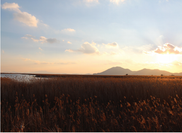 Ladang alang-alang Teluk Suncheon, ladang alang-alang terbesar di Korea Selatan