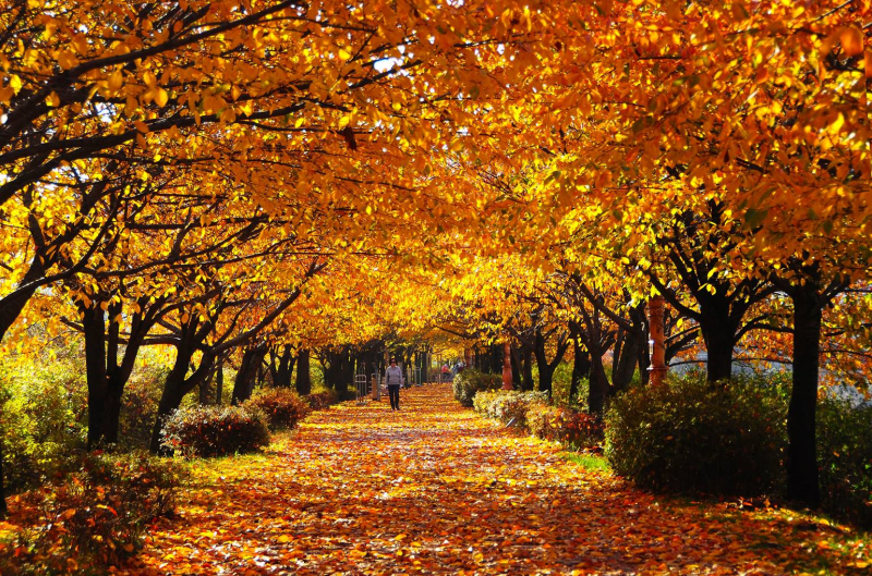 Pemerintah Kota Seoul memilih 96 jalan terbaik di kota Seoul untuk menikmati dedaunan musim gugur. Foto di atas menunjukkan jalan yang tertutup oleh dedaunan yang gugur di Anyangcheon. 