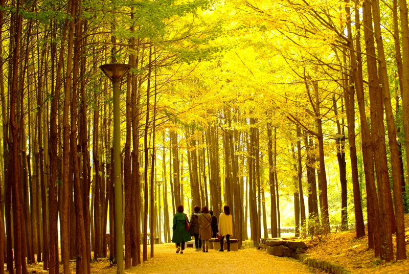 Jalan yang berada di dalam Taman Hutan Seoul, Seongdong-gu, Kota Seoul.