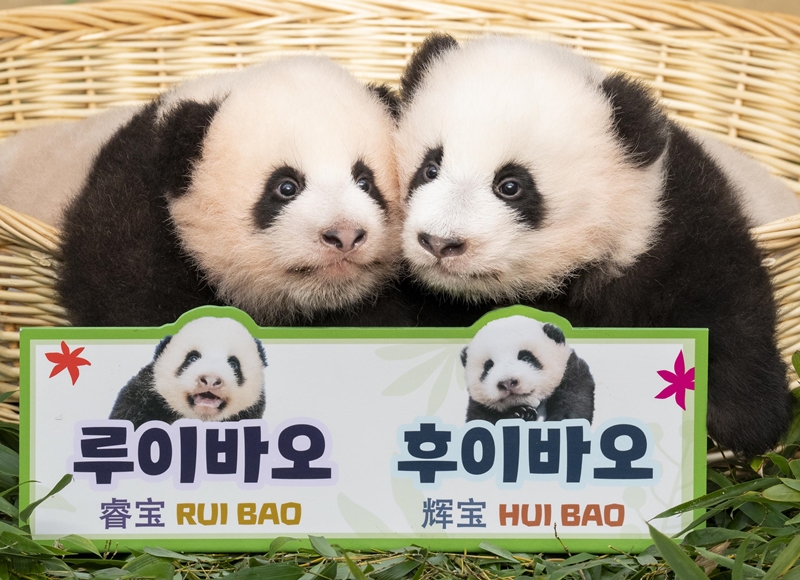 Bayi Panda Kembar Pertama di Korea Diberi Nama Rui Bao dan Hui Bao ...