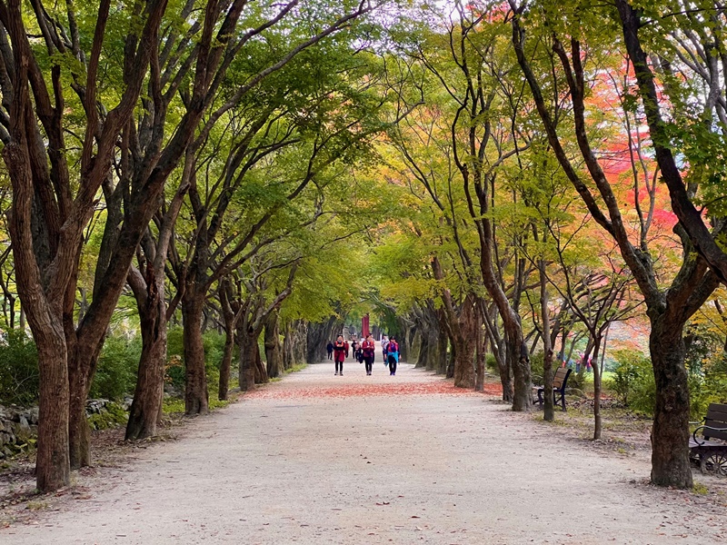 Autum Foliage Tunnel merupakan bagian dari Taman Nasional Naejangsan yang wajib dikunjungi saat musim gugur karena dedaunan indahnya. Saat Korea.net datang pada tanggal 26 Oktober, dedaunan baru mulai berubah warna. 