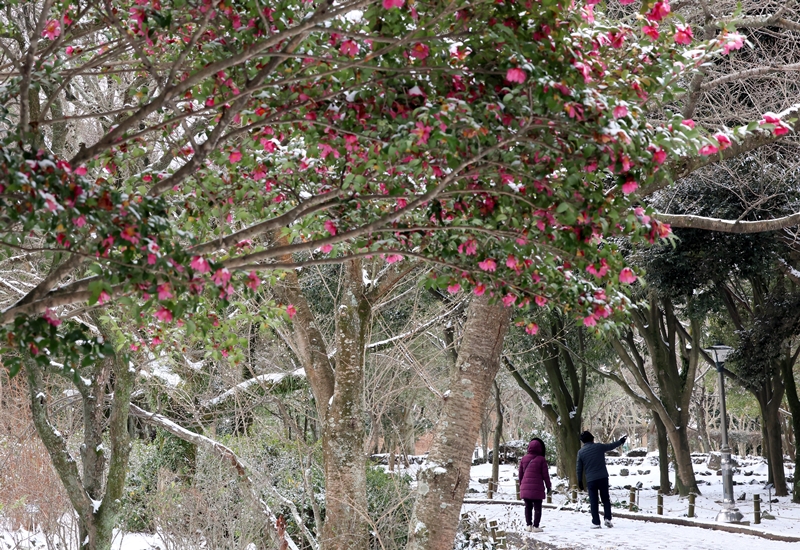 Para wisatawan terlihat sedang berjalan-jalan di dalam Halla Arboretum di Kota Jeju yang dipenuhi oleh salju pada tanggal 23 Januari saat seluruh wilayah Korea sedang berada dalam gelombang dingin. (Yonhap News)