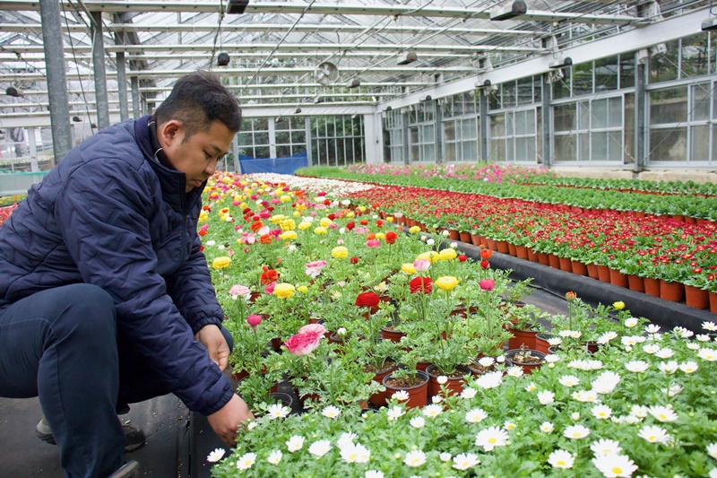 Seorang pekerja terlihat sedang mengecek keadaan bunga di kebun bibit bunga Jinhae di Pusat Teknologi Pertanian Kota Changwon,Provinsi Gyeongsangnam.