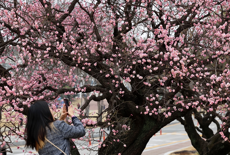 Seorang warga terlihat sedang memotret bunga plum merah yang sudah mulai mekar pada tanggal 19 Maret di halaman Universitas Nasional Chonnam, Buk-gu, Gwangju. (Yonhap News)