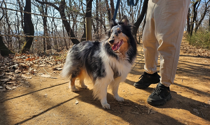 Seekor anjing terlihat sedang berjalan bersama tuannya pada tanggal 24 Maret di Gunung Bongjesan, Gangseo-gu, Seoul. (Cao Thi Ha) 