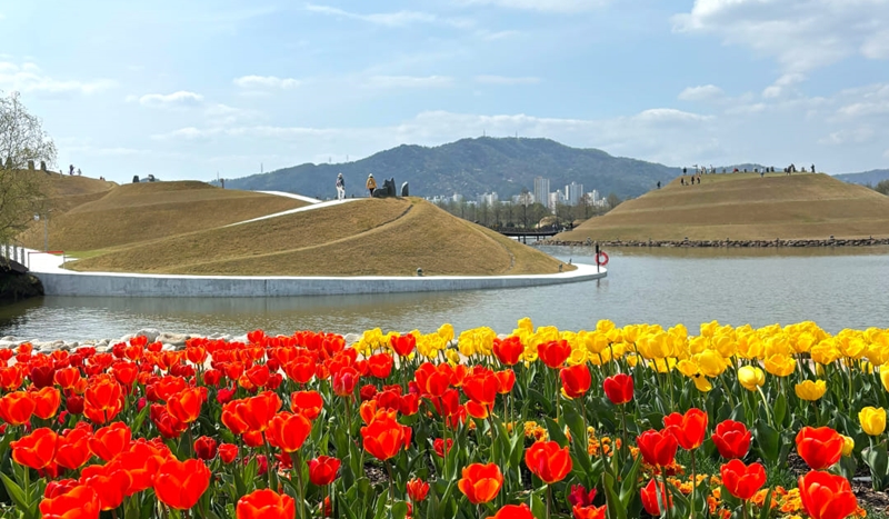 Taman Nasional Suncheonman dan Lahan Basah Suncheonman menjadi tempat wisata yang paling banyak dikunjungi wisatawan selama tahun 2023. Foto di atas menunjukkan taman nasional tersebut yang dipenuhi oleh bunga tulip pada tahun 2023. (Facebook resmi Taman Nasional Suncheonman)