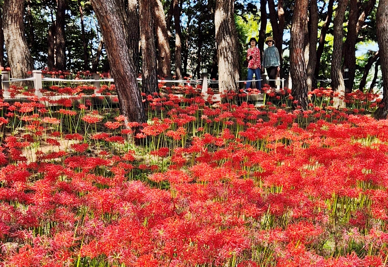 Dua orang warga terlihat sedang menikmati bunga-bunga bakung lelabah merah yang bermekaran pada tanggal 2 Oktober 2024 di Daejeon Hanbat Arboretum, Seo-gu, Daejeon. (Yonhap News)