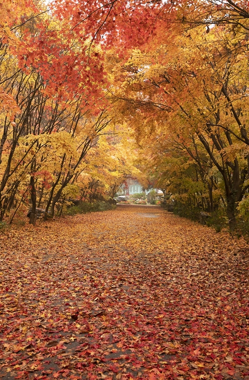 Daun maple yang berguguran di Gunung Naejangsan. (Korea.net DB)  