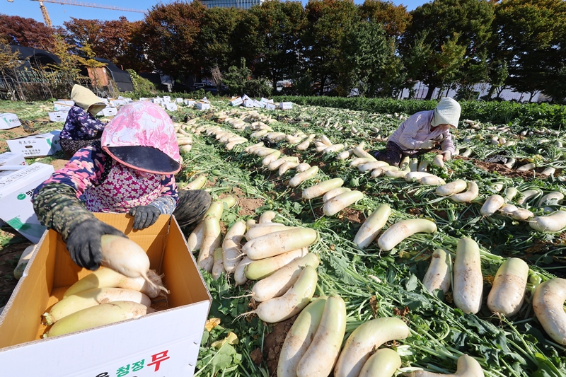 Para petani terlihat sedang memanen lobak pada tanggal 6 November 2024 di sebuah lahan pertanian yang terletak di Namdong-gu, Kota Incheon. Menurut penanggalan tradisional Korea, ipdong tahun ini jatuh pada tanggal 7 November 2024. Ipdong adalah hari pertama musim dingin pada penanggalan tradisional Korea. (Yonhap News)