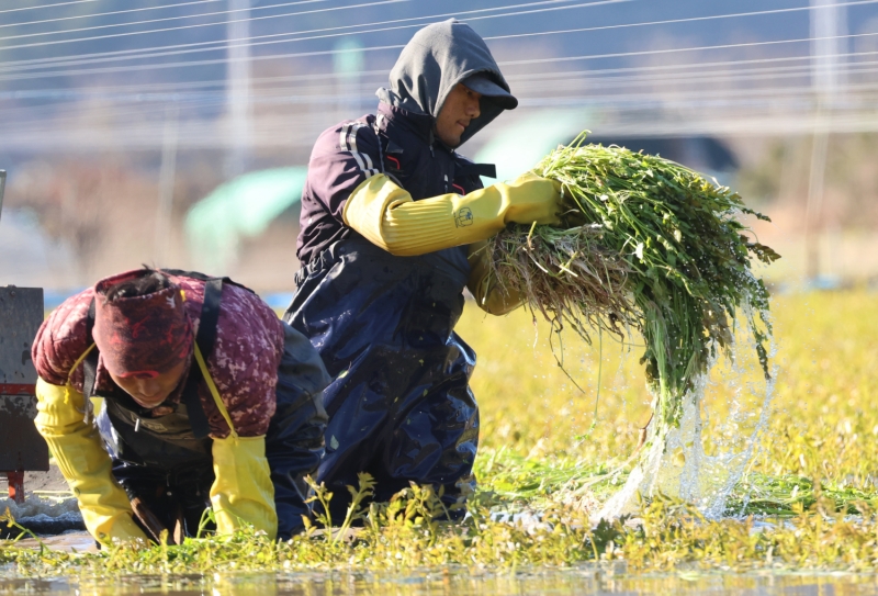 Pemerintah Korea akan menerbitkan visa kerja untuk 207 ribu TKA nonprofesional pada tahun 2025. Foto di atas menunjukkan para TKA yang sedang memanen tespong pada tanggal 18 Desember 2024 di sebuah ladang pertanian yang terletak di Cheolma-myeon, Gijang-gun, Kota Busan. (Yonhap News)