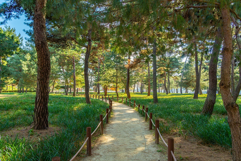 Lebih dari 900 batang pohon pinus tumbuh di Hutang Pinus Hadong. Pohon-pohon tersebut sebagian merupakan pohon yang sudah ada sebelumnya dan sebagian merupakan pohon yang ditanam oleh warga sekitar. (KTO) 