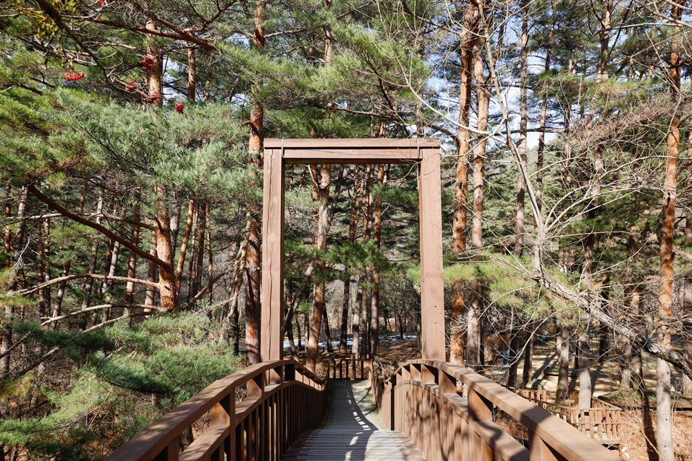 Foto di atas menunjukkan kebun bunga rahasia yang berada di dalam Kebun Botani Nasional Korea. Pengunjung bisa menikmati pemandangan hutan pinus yang hijau bahkan di tengah musim dingin. (KTO) 