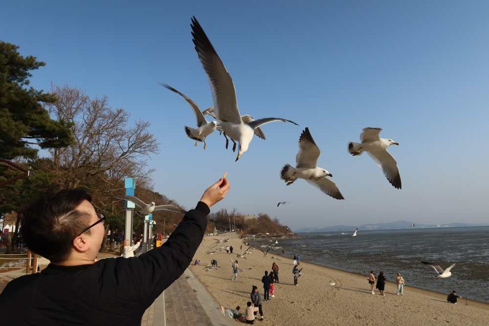 Burung-burung camar terlihat mengelilingi seorang laki-laki yang memberikan keripik udang di Pantai Dongmak, Pulau Ganghwado  