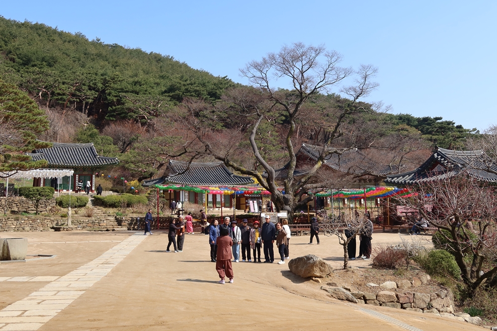 Para pengunjung terlihat berfoto di depan pohon yang dilindungi di dalam Kuil Jeondeungsa, Ganghwa-gun, Kota Incheon.  