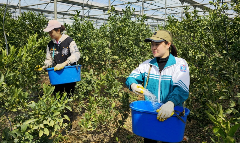 Foto di atas menunjukkan para pekerja migran yang sedang menyebarkan pupuk di sebuah lahan pertanian jeruk. (Yonhap News)  