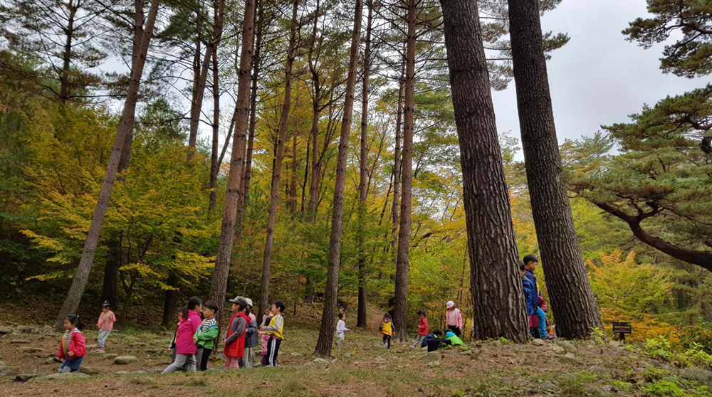 Sistem Agroforestri Pinus di Uljin ditetapkan sebagai Warisan Pertanian Penting Global oleh Organisasi Pangan dan Pertanian. (Kementerian Pertanian, Pangan, dan Peternakan)