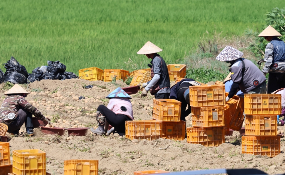 Pemerintah Korea akan memberikan dukungan secara komprehensif kepada para pekerja migran untuk melindungi hak-hak mereka dan mengurangi diskriminasi yang mereka terima. Foto di atas menunjukkan para pekerja migran yang menggunakan topi tradisional Vietnam saat sedang memanen kentang pada tanggal 23 Juli 2025 di sebuah ladang pertanian yang terletak di Kota Gangneung, Provinsi Gangwon. (Yonhap News)