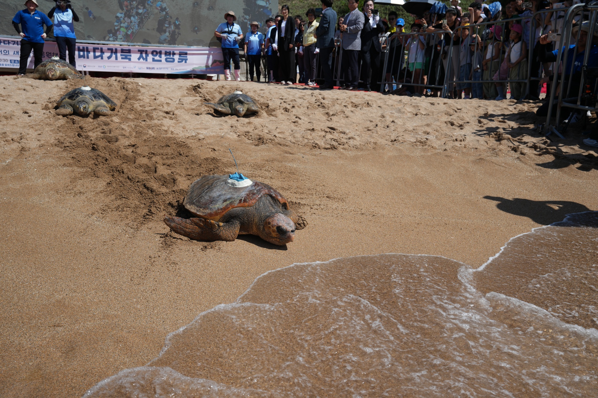 Seekor penyu tempayan (bagian depan foto) dan dua ekor penyu hijau terlihat sedang dilepasliarkan pada tanggal 11 September 2025 di Pantai Jungmun Saekdal, Seogwipo, Provinsi Jeju. Penyu-penyu tersebut sebelumnya diselamatkan oleh penjaga pantai dan laut Korea serta para nelayan. (Kementerian Kelautan dan Perikanan)