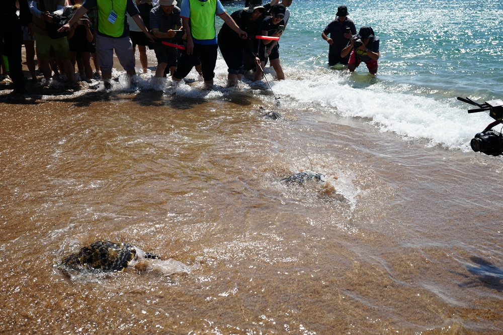 Tiga ekor tukik penyu sisik yang lahir di penangkaran Korea terlihat sedang dilepasliarkan pada tanggal 11 September di Pantai Jungmun Saekdal, Seogwipo, Provinsi Jeju. (Kementerian Kelautan dan Perikanan)  