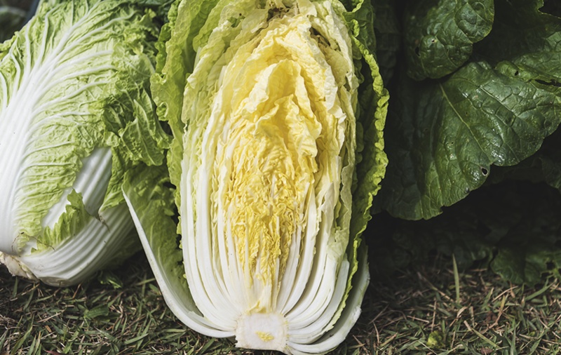 Foto di atas menunjukkan beberapa sawi putih. (iClickArt) *Reproduksi dan pendistribusian ulang foto di atas secara tidak sah dilarang berdasarkan undang-undang hak cipta.