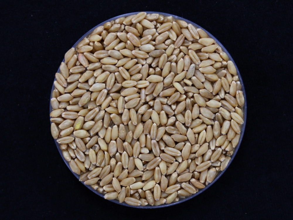 Biji varietas gandum 'Irum'.