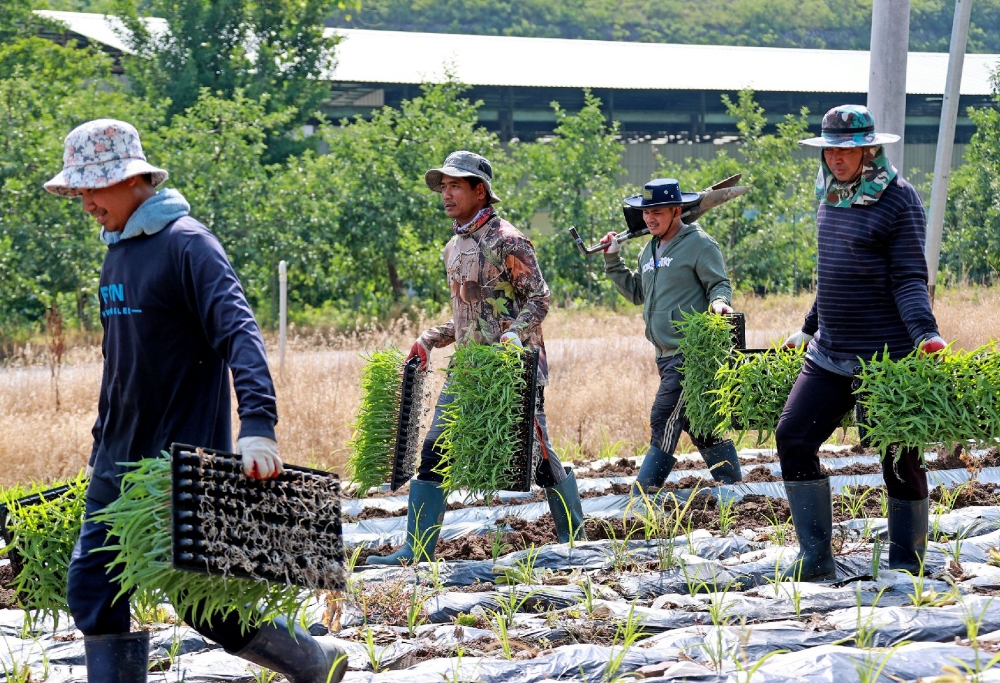  Foto di atas menunjukkan para pekerja migran asal Kamboja yang sedang memindahkan bibit jagung pada tanggal 24 Juni 2025 di sebuah ladang yang terletak di Goesan-gun, Provinsi Chungcheongbuk. (Pemerintah Kota Goesan-gun)