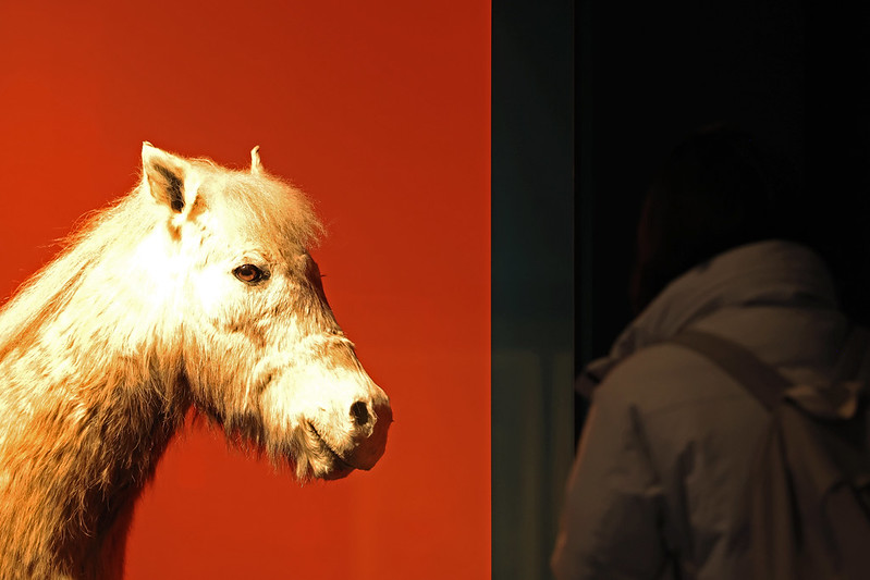 Seorang pengunjung terlihat sedang memperhatikan sosok boneka kuda poni yang dipamerkan dalam pameran khusus The Year of the Horse: The Famous Feast of the Horse di Museum Rakyat Nasional, Jongno-gu, Kota Seoul. (Park Daejin)  