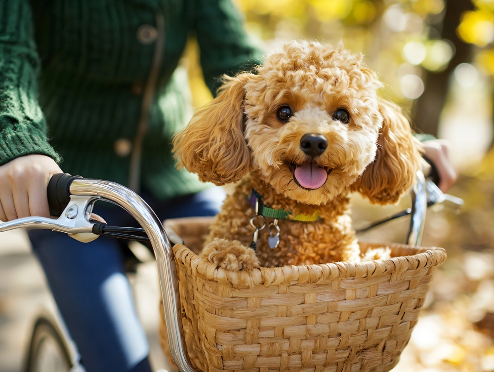 Agensi untuk Karantina Hewan dan Tumbuhan di bawah Kementerian Pertanian, Pangan, dan Peternakan mempercepat langkah bantuan untuk pengembangan obat-obatan baru bagi hewan peliharaan. (iClickArt) *Reproduksi dan pendistribusian ulang foto di atas secara tidak sah dilarang berdasarkan undang-undang hak cipta.