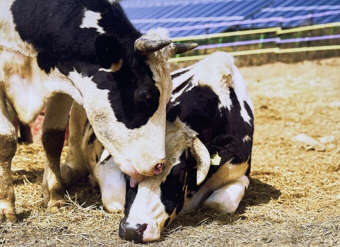 Foto di atas menunjukkan sapi yang telah diselamatkan lalu tinggal di New Moon Sanctuary yang terletak di Sinwol-ri, Inje-gun, Provinsi Gangwon. (Gelombang Kebebasan Hewan)