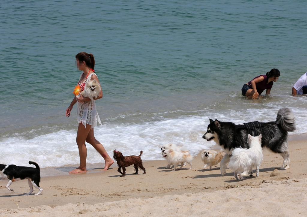 Beberapa pemerintah daerah di Korea mengizinkan para pengunjung untuk membawa hewan peliharaan mereka ke pantai, seperti di Ulsan, Geoje, dan Yangyang. Foto di atas menunjukkan hewan-hewan peliharaan yang dibawa ke pantai yang berada di Kota Gangneung, Provinsi Gangwon. (Yonhap News) 