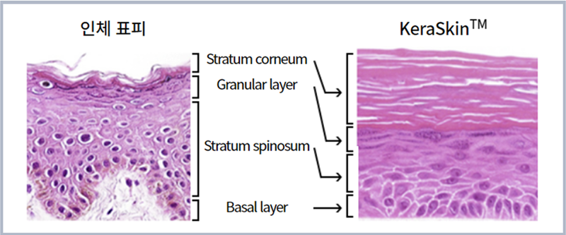 Model kulit manusia KeraSkin (kanan), yang dikembangkan oleh Korea Center for the Validation of Alternative Methods (KoCVAM), merupakan model kulit 3D berbasis keratinosit yang berasal dari jaringan epidermis manusia. (Tangkapan layar dari laman resmi Korea Center for the Validation of Alternative Methods)