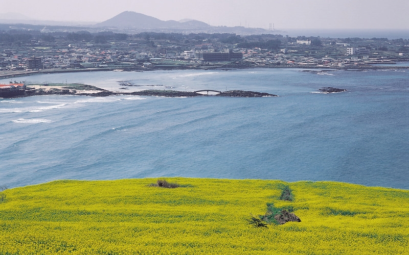 Bunga canola dan pemandangan pesisir di Pulau Gapado, Seogwipo, Pulau Jeju. (Korea.net DB)