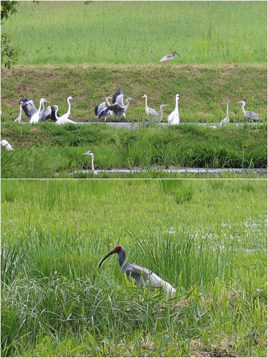 Di jalur eksplorasi di sekitar Pusat Restorasi Ibis Jambul Upo, pengunjung dapat melihat beragam jenis burung, seperti burung ibis jambul (bawah), cangak abu, dan kuntul besar. (Charles Audouin)  