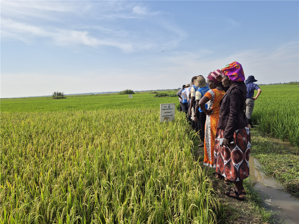Proyek K-Rice Belt yang kini memasuki tahun ketiga, telah berhasil memproduksi sebanyak 6.365 ton benih padi unggul di tujuh negara Afrika pada tahun 2025. Foto di atas menunjukkan pendidikan pertanian yang sedang berlangsung di Uganda. (Kementerian Pertanian, Pangan, dan Peternakan)  