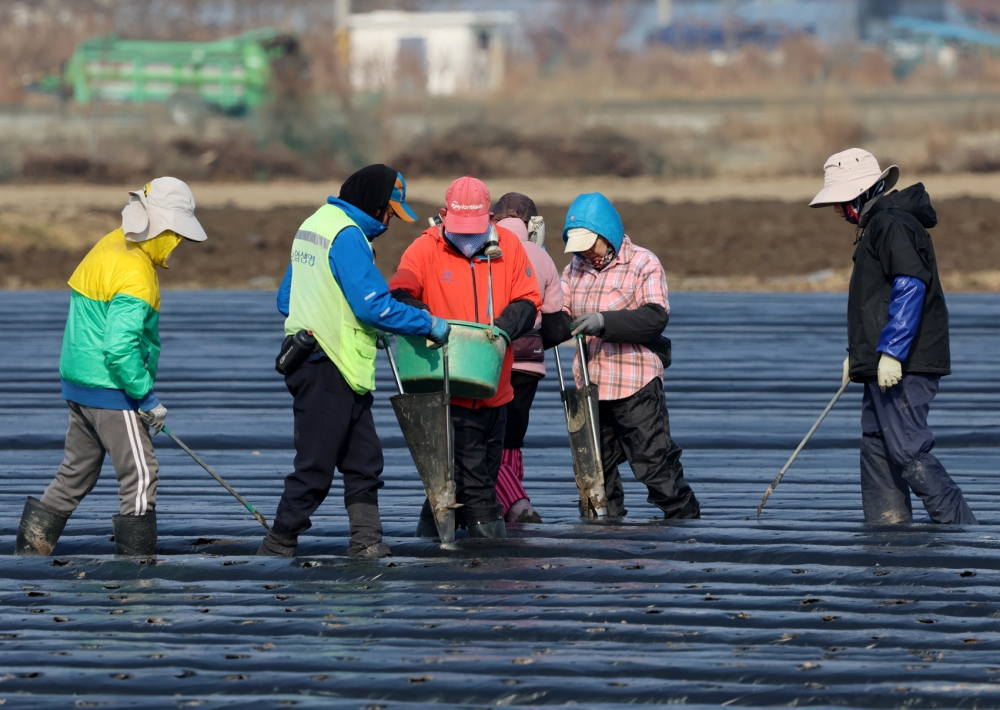 Pemerintah Korea memperluas batas perekrutan pekerja asing terampil (visa E-7-4) hingga 50% di sektor pertanian, peternakan, dan perikanan yang tengah mengalami kekurangan tenaga kerja. Foto di atas menunjukkan para petani dan pekerja asing yang menanam kentang di ladang Songjeong, Gangneung, Provinsi Gangwon, pada tanggal 10 Maret 2026. (Yonhap News)