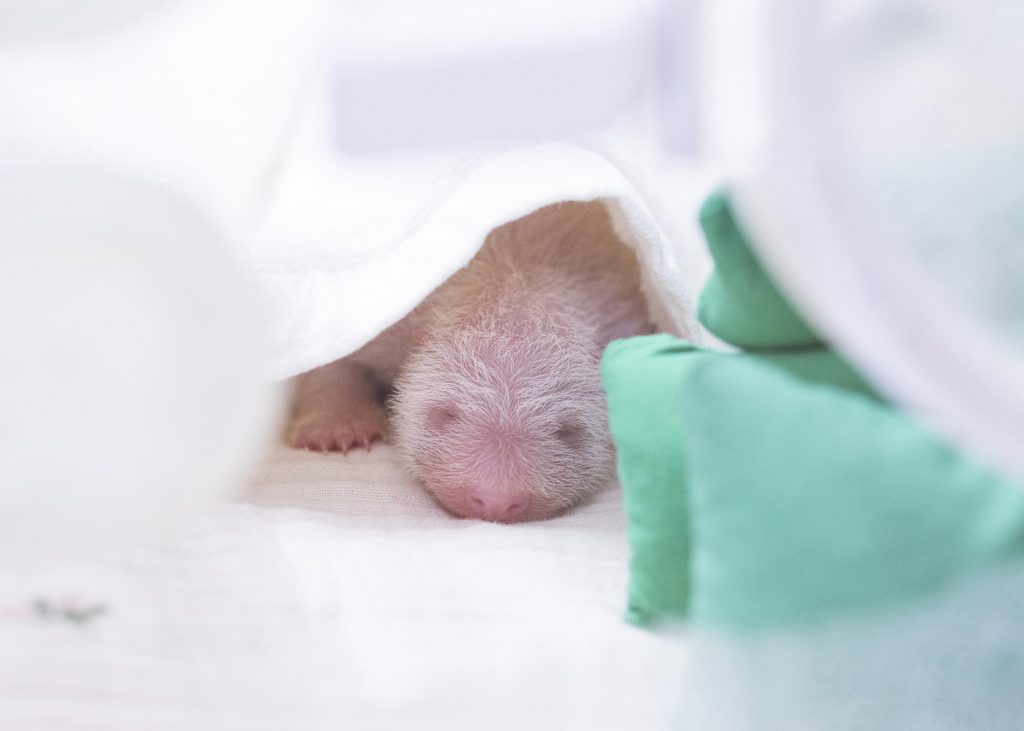 Bayi panda yang lahir pada tanggal 3 Juni 2026 di Panda World Everland, Kota Yongin, Provinsi Gyeonggi. (Samsung C&T Resort Division)  