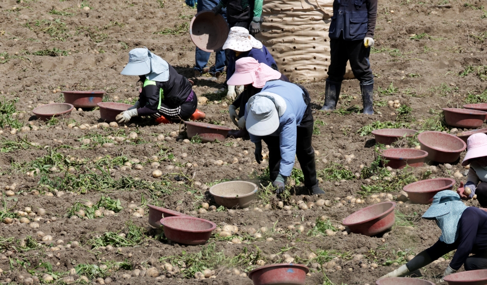 Pemerintah Korea memutuskan untuk menambah lebih dari 16.000 pekerja migran musiman pada paruh kedua tahun ini. Foto di atas menunjukkan para petani dan pekerja migran asing yang memanen kentang di sebuah ladang kentang di Gangdong-myeon, Gangneung, Provinsi Gangwon, pada tanggal 30 Juni 2026. (Yonhap News)