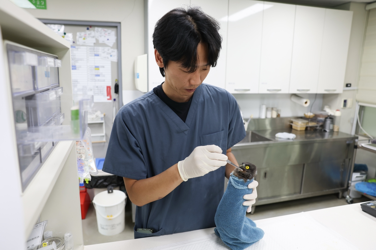 Seorang dokter hewan terlihat sedang menyuapi seekor burung punggok cokelat pada tanggal 24 Juli 2026 di Pusat Perawatan Hewan Liar Nakdong Estuary Eco Center, Saha-gu, Busan. Pusat perawatan tersebut berperan untuk merawatn hewan-hewan liar yang sakit atau terluka lalu melepaskannya kembali ke alam liar setelah mereka kembali sehat.
