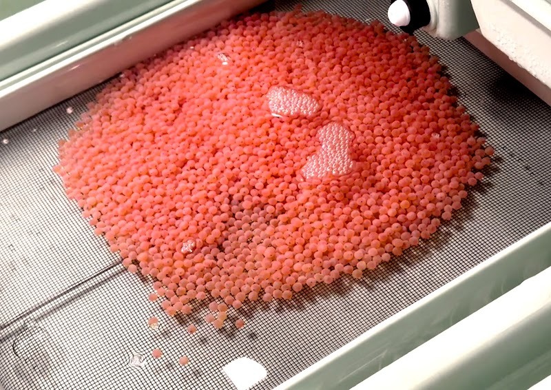 Foto di atas menampilkan telur salmon yang embrionya telah membentuk mata dan ditempatkan di ruang penetasn pada Maret 2025. 