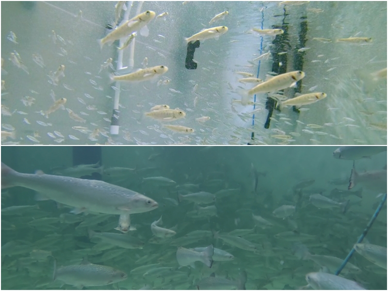 Ratusan ekor salmon Atlantik tumbuh di ruang pembenihan ikan (atas) dan ruang pembesaran tahap menengah (bawah) di Eco Aquafarm yang dibangun di Gijang-gun, Kota Busan.