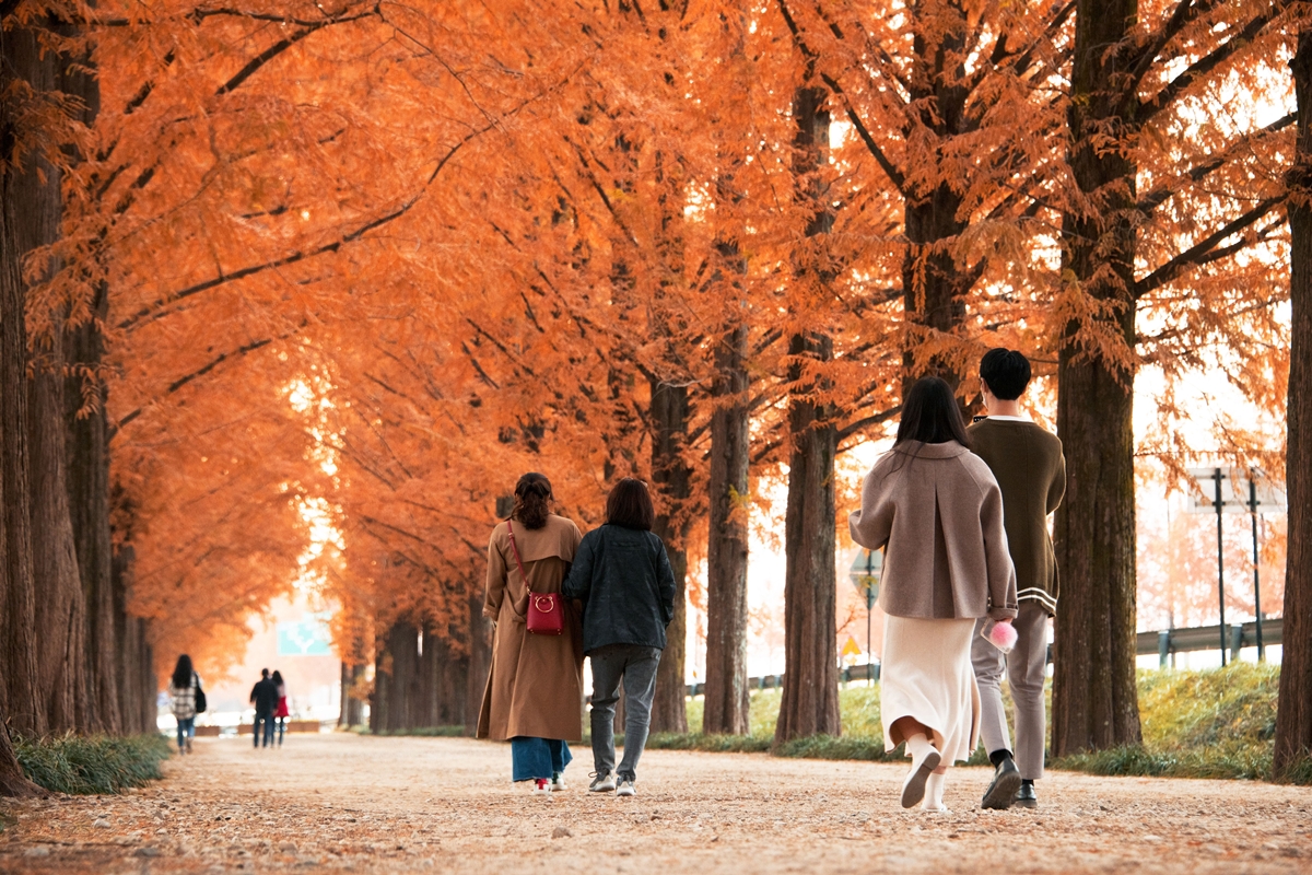 Pemandangan musim gugur di Jalan Metasequoia Damyang, Damyang-gun, Daerah Khusus Jeonnam-Gwangju. (Organisasi Pariwisata Korea)  