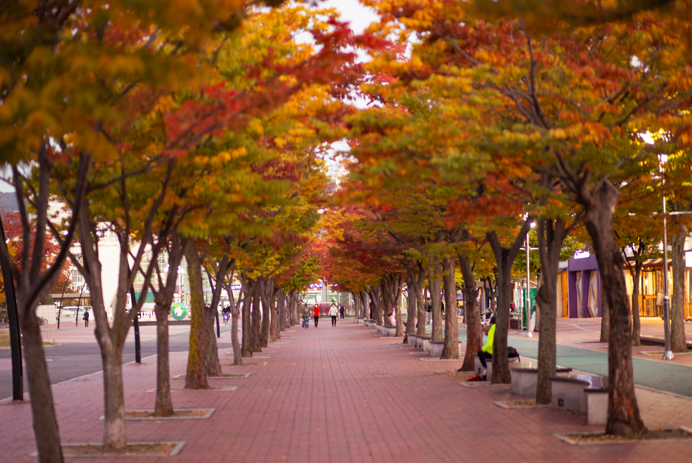Pemandangan dedaunan musim gugur di Taman Olimpiade, Songpa-gu, Seoul. (Yayasan Pariwisata Seoul)  