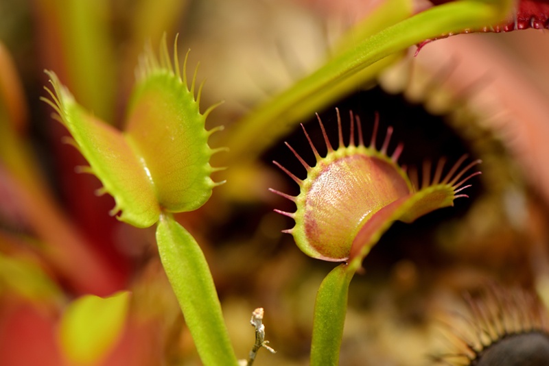 Tim peneliti yang dipimpin Moon Hong Chul dari KAIST mengembangkan material pencengkeram untuk robot lunak yang terinspirasi dari tanaman venus flytrap. (iClickArt) *Reproduksi dan pendistribusian ulang foto di atas secara tidak sah dilarang berdasarkan undang-undang hak cipta.