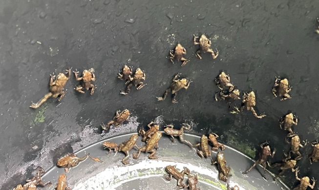 Upaya Pemerintah Daerah Menjaga Daur Hidup Katak di Tengah Ekosistem Kota