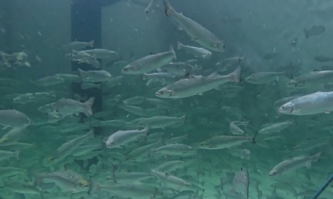 Korea Budidayakan Salmon di Busan untuk Penuhi Kebutuhan Dalam Negeri